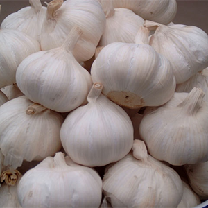 FstSort Мароккодағы тұтынушыға сарымсақ өңдеудің толық шешімін ұсынады